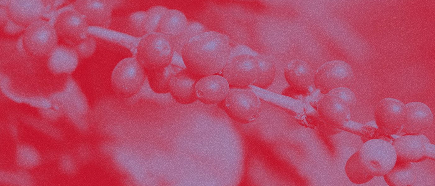 Un caffè buono, giusto e pulito </br> Slow Food Coffee Coalition